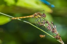 蜻蜓 - 小动物状物作文300字