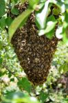 蜜蜂 - 动物说明文700字