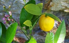 柠檬树 - 植物作文300字