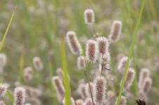 可爱的小草——三叶草 - 顽强的小草作文500字