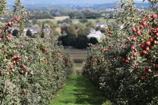 家乡的苹果园 - 写景的作文500字