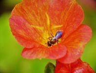 小蜜蜂和七色花 - 童话作文300字