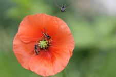 苍蝇和蜜蜂 - 小学二年级童话作文250字