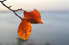 秋天的叶子 - 自然作文450字
