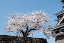 春天的樱花树作文400字