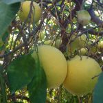 柚子 - 关于水果的作文250字示例