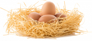 护蛋行动 - 关于鸡蛋的作文700字