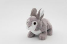 我家的兔子笨笨 - 可爱的小兔子作文250字