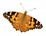 蝴蝶 - 关于小动物的说明文600字