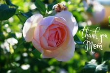 玫瑰母亲 - 歌颂母亲的散文700字