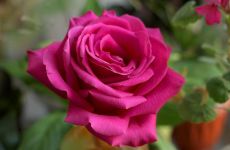 一朵美丽的玫瑰 - 童话作文200字