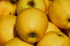 苹果 - 美味的水果作文300字