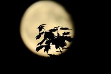 看月亮爬上来 - 描述夜景的作文400字