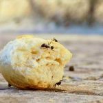 小蚂蚁 - 状物作文动物