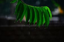 秋雨 - 关于雨作文300字