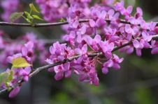 美丽的紫荆树 - 状物作文250字