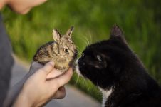 我的咪咪兔 - 关于动物的作文250字