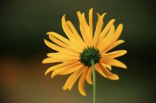 《青铜葵花》，让生命向阳 - 读后感800字