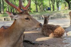 奈良公园的小鹿作文800字