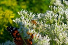 蜜蜂和蝴蝶 - 优秀童话作文200字
