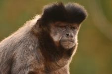 可爱的猴子 - 一年级关于动物作文100字