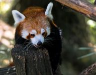 国宝大熊猫 - 小动物作文350字示例