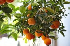 “处暑”的橘子 - 植物作文250字