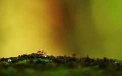 蚂蚁的世界 - 描写蚂蚁的作文400字