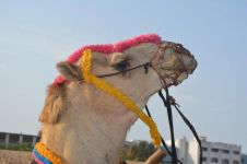 我在鸣沙山骑骆驼 - 快乐的一件事作文800字
