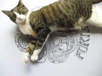 加菲贵宾猫咪 - 我的动物朋友作文500字