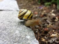 蜗牛 - 小动物状物作文600字