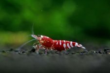 宠物虾 - 小动物作文400字