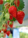 草莓采摘记 - 关于草莓的作文600字