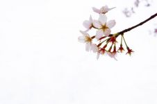 鼋头渚的灿烂樱花 - 写景作文400字示例