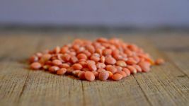 种红扁豆