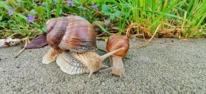 奇特的小蜗牛 - 观察蜗牛的作文200字