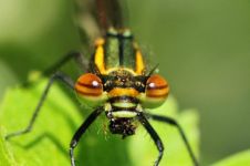 保护蜻蜓 - 益虫蜻蜓的写物作文500字