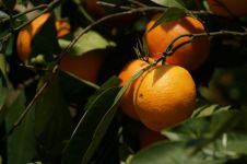 家乡的柑橘 - 水果说明文500字
