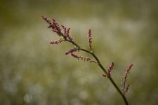 可爱的红花酢浆草 - 描写植物的作文250字