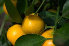 我家的橘树 - 关于橘树的作文250字