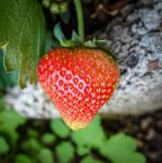 观察小草莓的成长作文450字