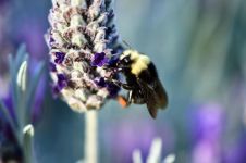 胡蜂大战 - 关于蜜蜂的作文200字