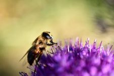 蜂之源 - 关于蜜蜂的作文200字