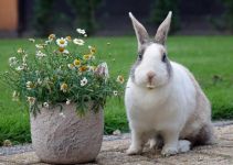 荷兰兔 - 描写动物的作文200字