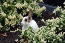 小兔子 - 小动物作文300字