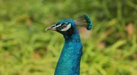 Peacock - 孔雀作文600字
