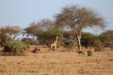 长颈鹿和羚羊