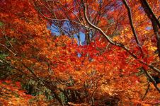 美妙的季节 - 关于秋天的作文200字