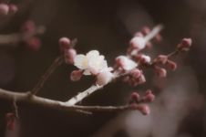 冬开春落——梅花