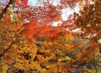秋天的七彩画 - 一幅秋天的图画作文250字